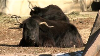 Milwaukee County Zoo welcomes 2 new yaks