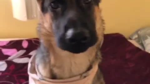 German Shepherd puppy knows plenty of tricks