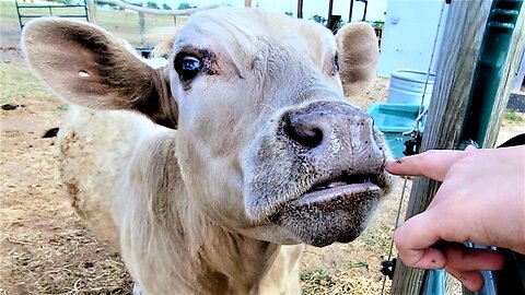 Dwarf Calf Still Loves His Treats A Year After Being Rescued
