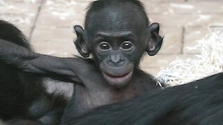 Adorable baby bonobo is all smiles