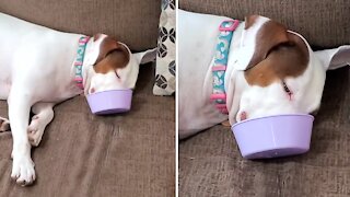 Dog literally falls asleep in her food bowl