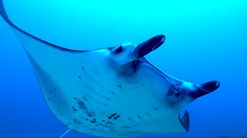 Giant manta rays in Indonesia glide right over scuba diver