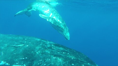Mother humpback whale brings her baby close to swimmers in Tonga