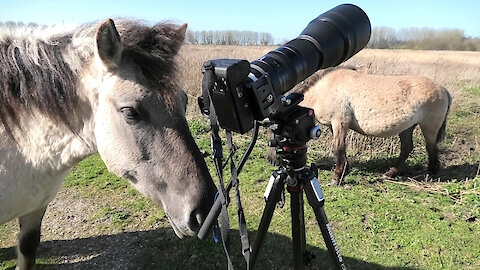 Wild Horse Interested In Taking Over Photographer's Job