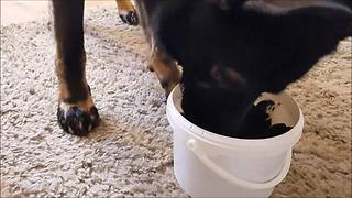 German Shepherd welcomes newly hatched chicks