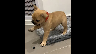 Frenchie Puppy Adorably Plays With A Blueberry