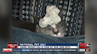 23ABC's pets on National Pet Day