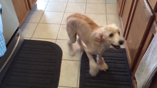 Dog Can't Contain Excitement for his Food