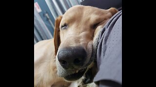 Funny Dog face while sleeping