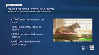 More animals are coming into Valley shelters