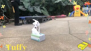 Jack Russell puppy learns how to fetch a tissue over and over again