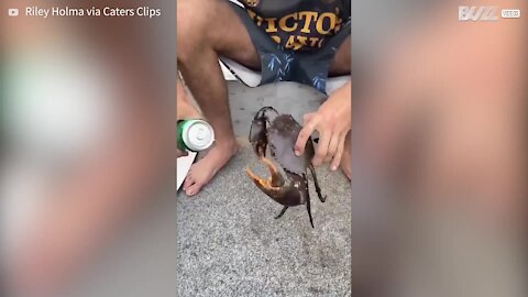 Cet homme utilise un crabe pour ouvrir sa canette