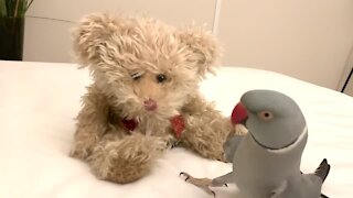 Parrot loves talking to his teddy bear best friend