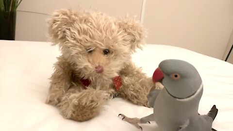 Parrot loves talking to his teddy bear best friend