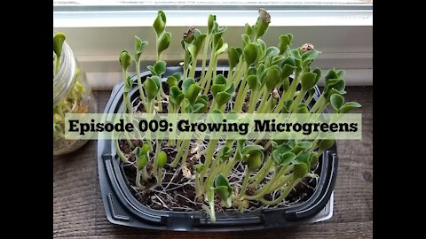 009: Growing Microgreens