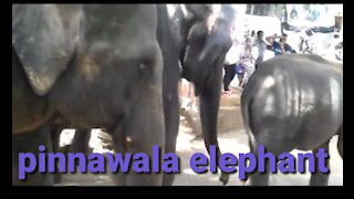 pinnawala elephant