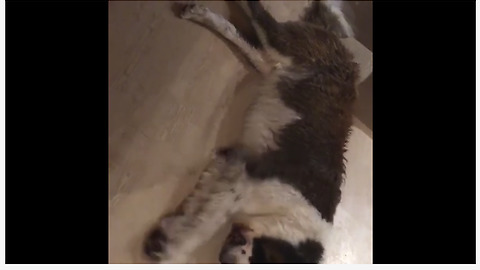 St. Bernard does something strange when he's exhausted
