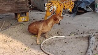 Fake Tiger Prank Dog Very Funny Video
