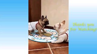 Awesome entertaining adorable animals video