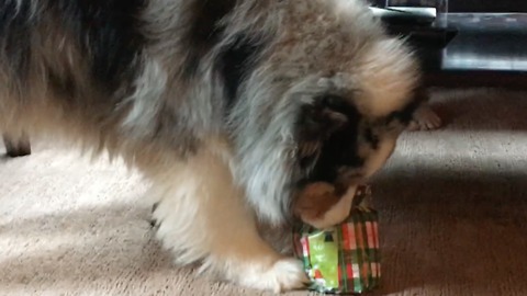 Dog opens Christmas gift and immediately plays with it!