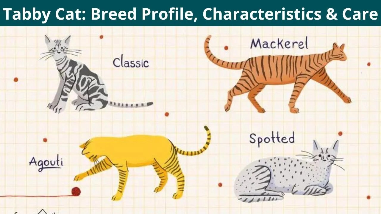 Tabby Cat Breed Profile Characteristics And Care 2444