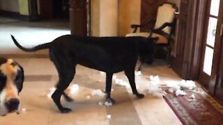 Great Dane returns to the scene of the crime