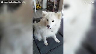 Dog adores grooming by vacuum cleaner