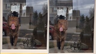 Crazy Dog Can’t Stop Licking French Door Window