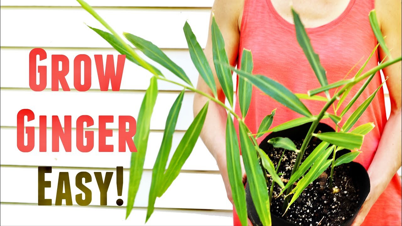 How To Grow Ginger In Containers Then Transplant For Huge Harvest [5