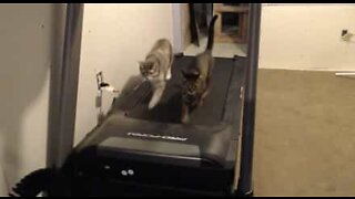 Cats' crazy workout on the treadmill