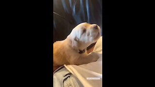 Sweet puppy adorably howls along with owner