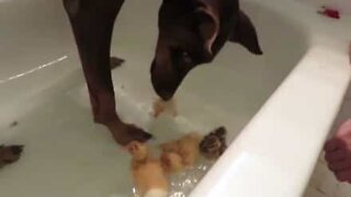 Unlikely friendship between a doberman and baby ducks