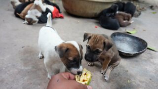 Cute Dogs and Family Eating Banana