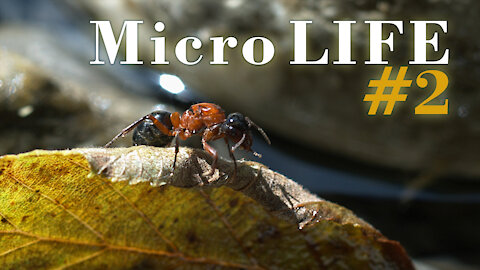 MicroLife #2 - Insects By The River