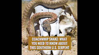 Coachwhip Snake: What You Need to Know About This Southern U.S. Serpent
