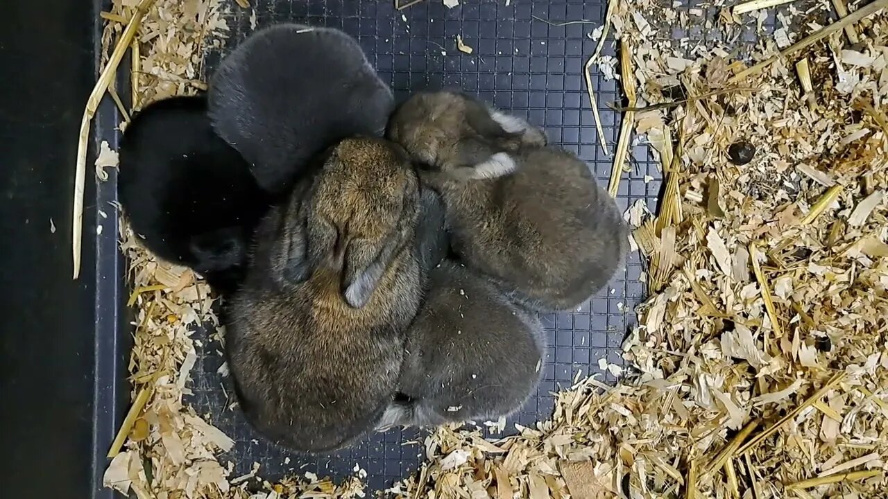 Cute Blue Vienna X Californian Baby Rabbits Kits 15 Days Old Blue