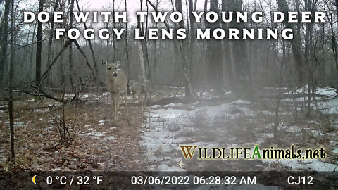 Doe with Two Yearlings Foggy Trail Cam Lens Morning 3-6-2022 - Winter