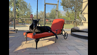 Happy Great Dane Makes Herself Comfy On Patio Chaise Lounger