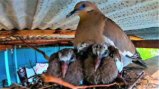 Beautiful dove makes a nest for her babies over family patio