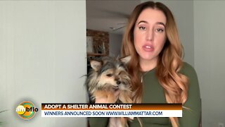 Support for Local Animal Shelters