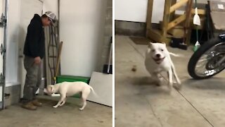 Pup Goes Bonkers After Two Weeks Apart From Owner