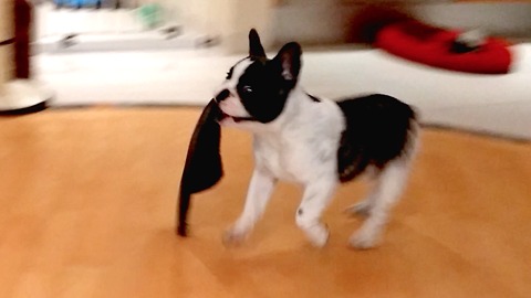 Pixel the French Bulldog adorably steals slippers
