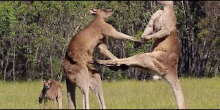 Fight - between two kangaroos - see how amazing 1