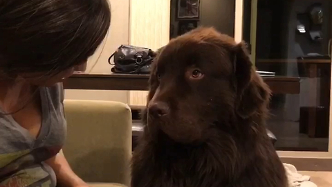 Big Dog Is Having None Of His Owner's Apologies