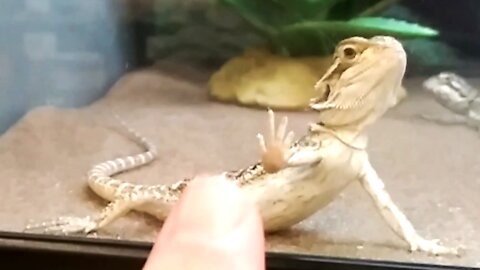Gecko wants a High Five!