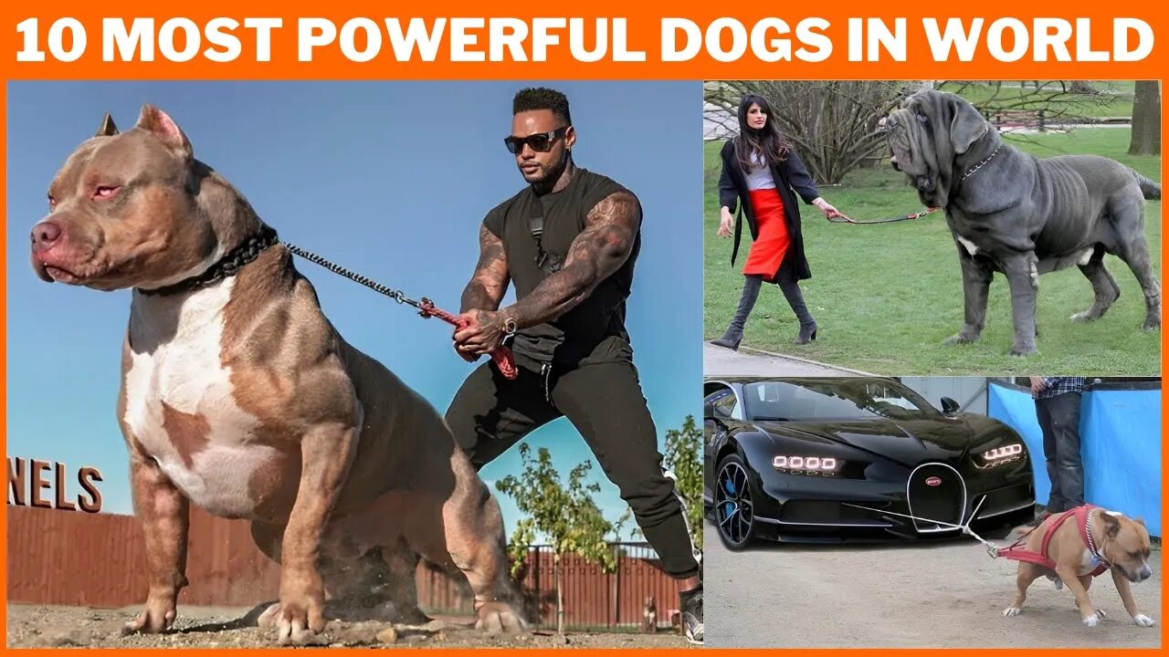 strongest dog in the world