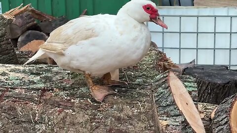 The Docile Muscovy Duck: An Overview (and why you should keep them!)