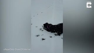 THREE-YEAR-OLD DOG GOES WILD AFTER FIRST SIGHTING OF SNOW AFTER MOVING HOME
