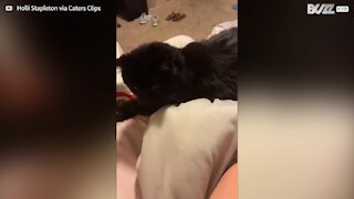 Cat sticks tongue out every time he gets a massage