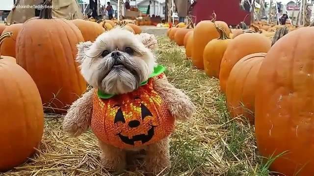 RUMBLE IN DA PUMPKIN PATCH